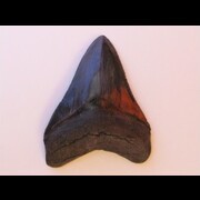 Carcharodon megalodon