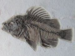 Poissons fossiles
