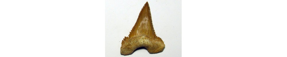 Paleocarcharodon