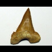 Paleocarcharodon