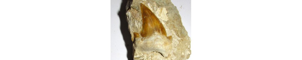 otodus