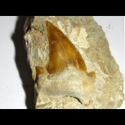 Otodus