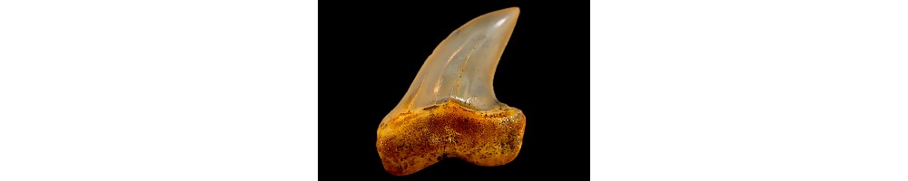 MAKO - ISURUS