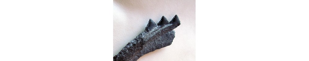 primitif shark