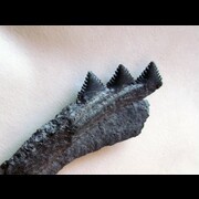 Requins primitifs