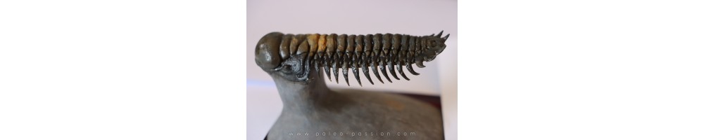 Trilobites
