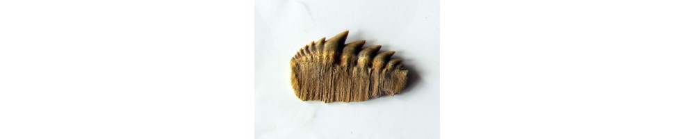 Hexanchidae