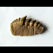 Hexanchidae