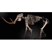 PROBOSCIDEA