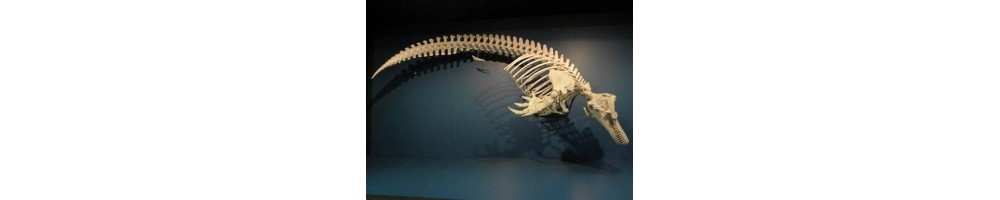 CETACEA