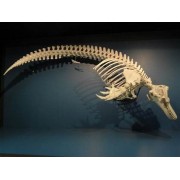 CETACEA