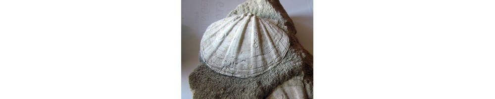 Bivalves