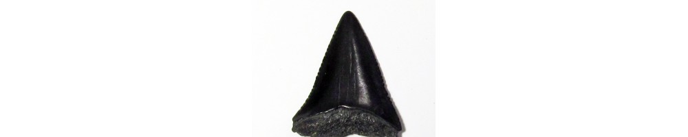 great white shark - Carcharodon carcharias
