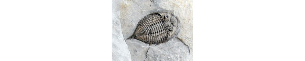 trilobites USA