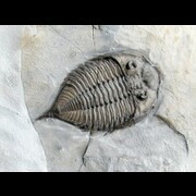trilobites USA