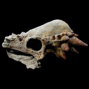 Fossils