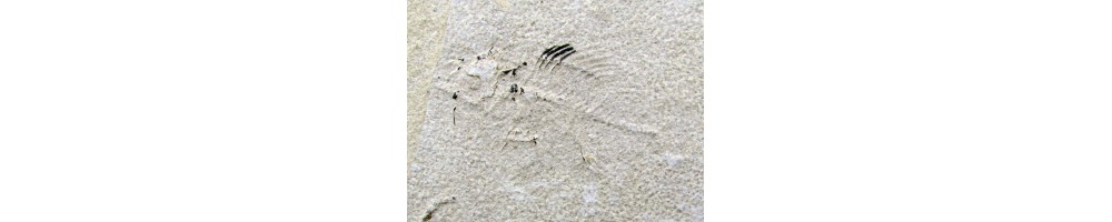 UNPREPARED FOSSILS