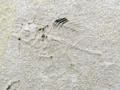 UNPREPARED FOSSILS