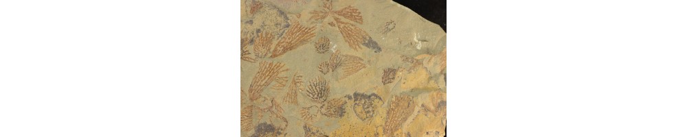 ordovician fezouata formation