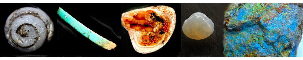 When minerals meet fossils