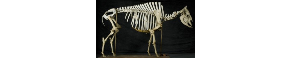 ARTIODACTYLA