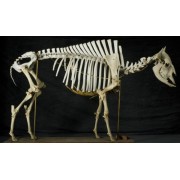 ARTIODACTYLA