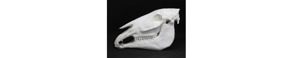 PERISSODACTYLA