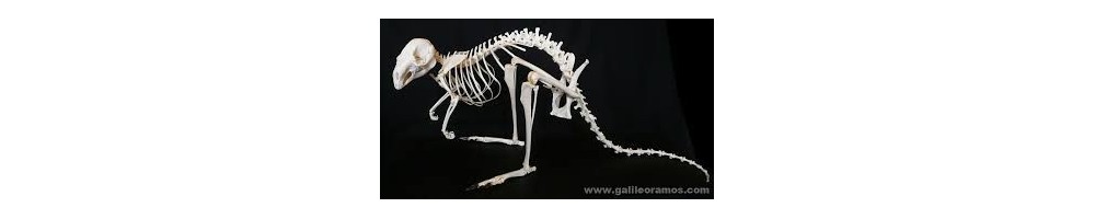 DIPROTODONTIA