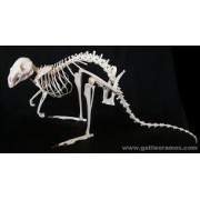 DIPROTODONTIA