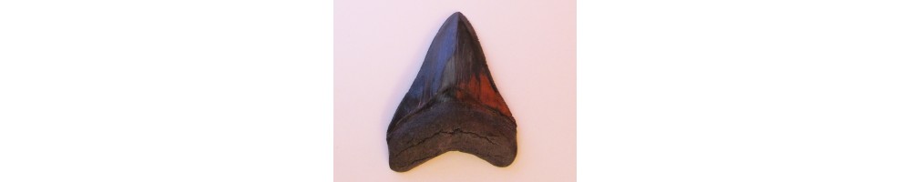 Shark teeth