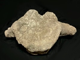 DINOSAURES - Ordre des Sauropodomorpha