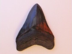Shark teeth