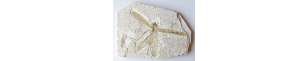 Insects