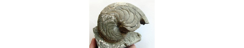 Belemnits nautils