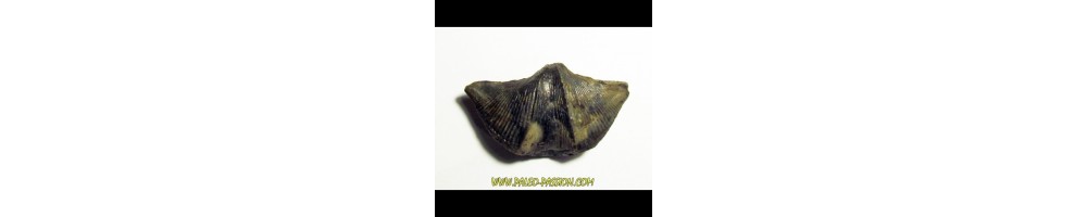 Brachiopods