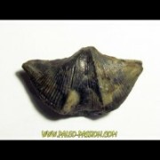 Brachiopods