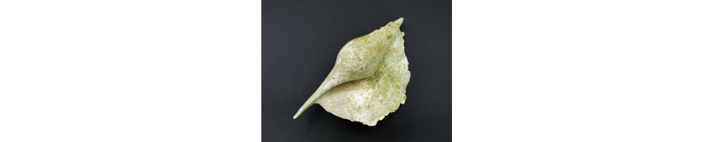Gasteropodes