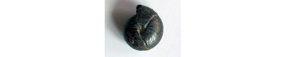 Ammonoides primaire