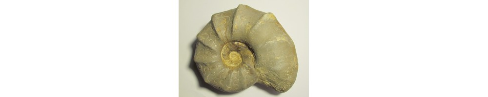Ammonoides trias