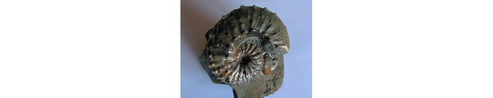 Ammonites Crétacé