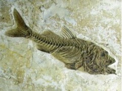 FRENCH fossils