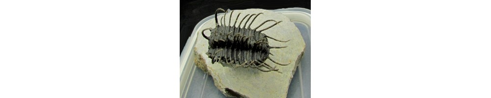 Trilobites Maroc