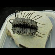 Trilobites Maroc