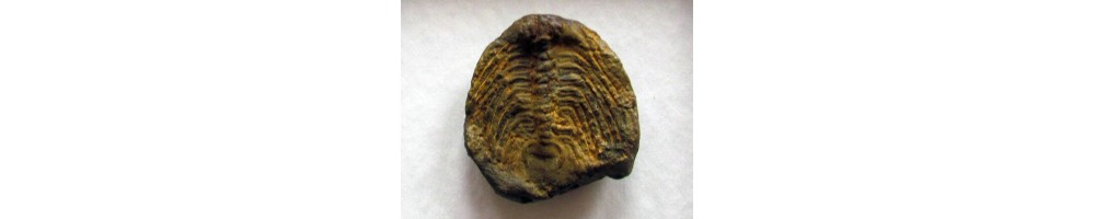 Trilobites France