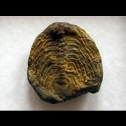 FRANCE TRILOBITES