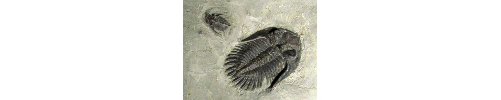 TRILOBITES OTHER COUNTRY