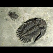 TRILOBITES OTHER COUNTRY