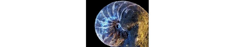 NAUTILE
