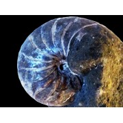 NAUTILE