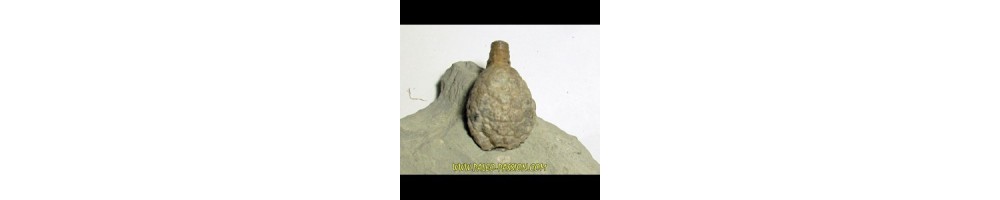 CYSTOIDS - BLASTOIDS